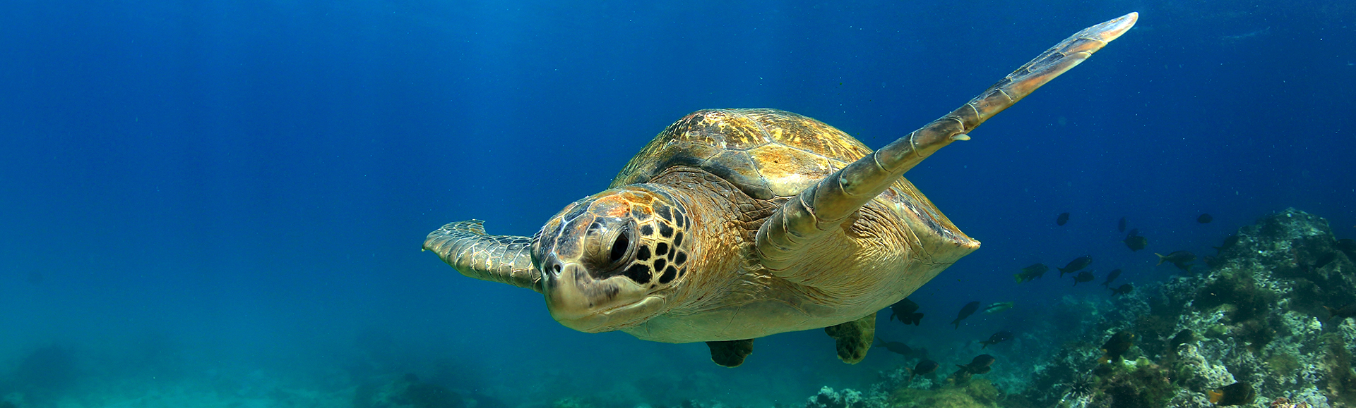 Galápagos