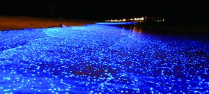 Playa-Vadhoo