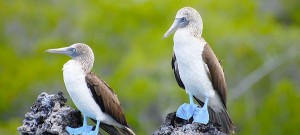 Galápagos