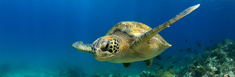 Buceo en Galápagos