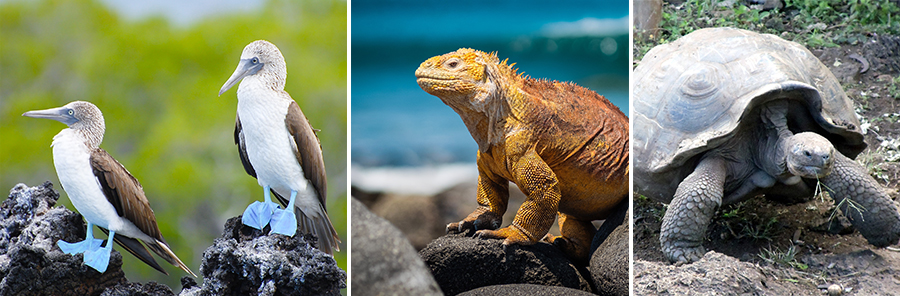 Especies únicas en Galápagos