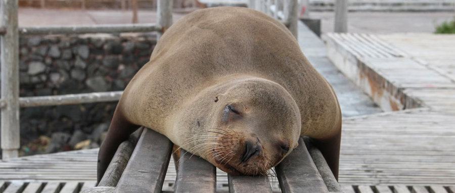 Lobo en Galápagos